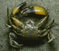 Carapace twice as wide as long. Claws unequal, black fingertips. Up to 4 cm. Figure 44 Mud Crab Panopeus spp.