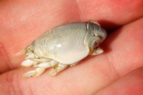 Mole Crab. Egg- shaped and sand colored.