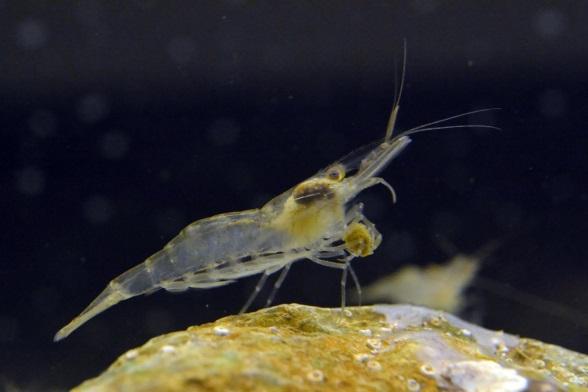Figure 49 Mantis Shrimp Squilla empusa Sand Shrimp. Short rostrum (nose spike), long antennae.