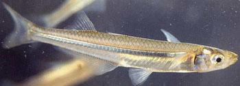 Striped Mullet. Silvery. Each scale has a dark spot at the base (white mullet do not).