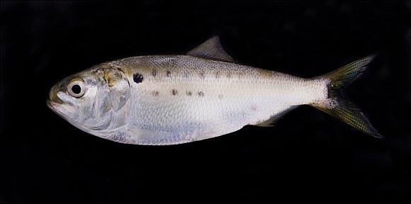 Figure 5 Striped Mullet Mugil cephalus Silverside. One of the most common baitfish in our area.