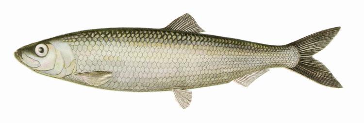 Atlantic Herring. Silvery, with greenish back. No spots. Up to 45 cm. Uncommon.