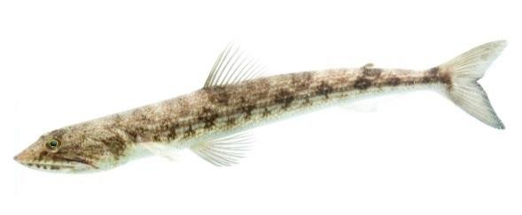 Inshore Lizardfish. Has about 8 diamond shapes along the flanks. Wide, toothy mouth. Up to 45 cm.