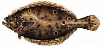 Mouth to the left of the eyes. Often has spots. Commonly called fluke.