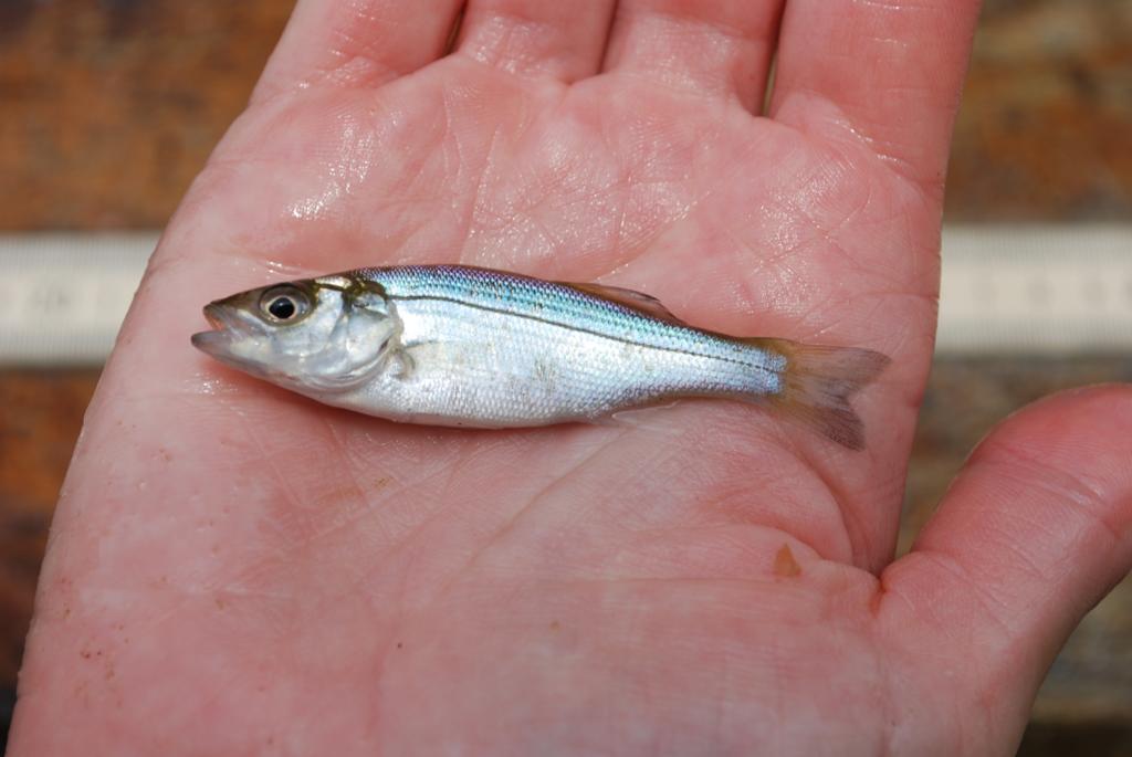 Figure 21 Bluefish Pomatomus saltatrix Striped Bass. Silvery, with 7-8 dark stripes on sides.
