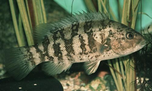 Figure 22 Striped Bass Morone saxatilis Blackfish. Snout blunt, mottled vertical bars.