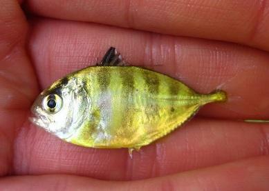 Crevalle Jack. Juveniles are yellowish, with vertical bars, including bar through eye.
