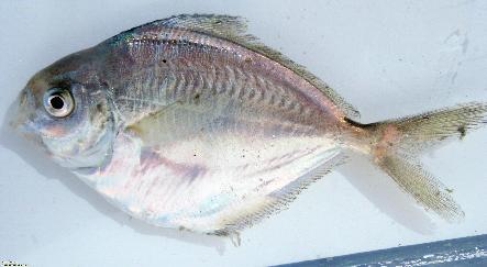 Figure 31 Crevalle Jack Caranx hippos Butterfish. Silvery. No pelvic fins.