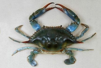 Common Arthropods of the Intertidal Zone Blue Crab.