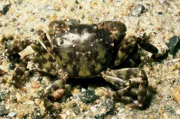 Crab. Long pincers, mature males more robust than females. Knobby carapace.