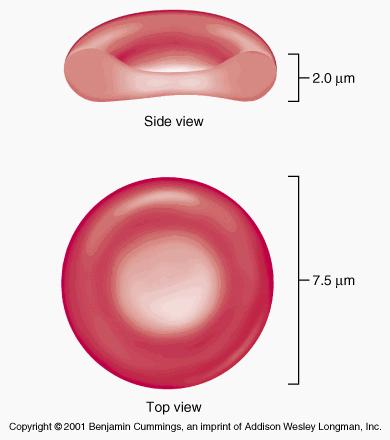 throughout the body Contain hemoglobin