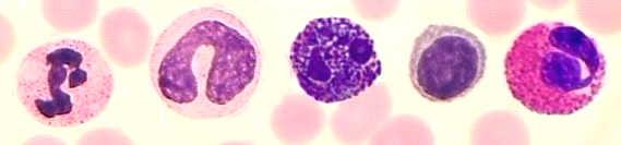 oxygen Mammalian anucleate Leukocytes