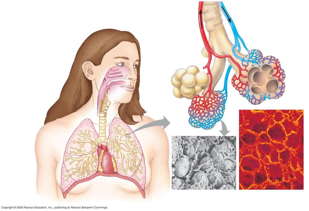 Mammalian Respiratory Systems: A Closer Look Air inhaled through the nostrils passes through Pharynx Larynx Trachea Bronchi Pharynx Larynx (Esophagus) Trachea Right lung Branch of pulmonary vein