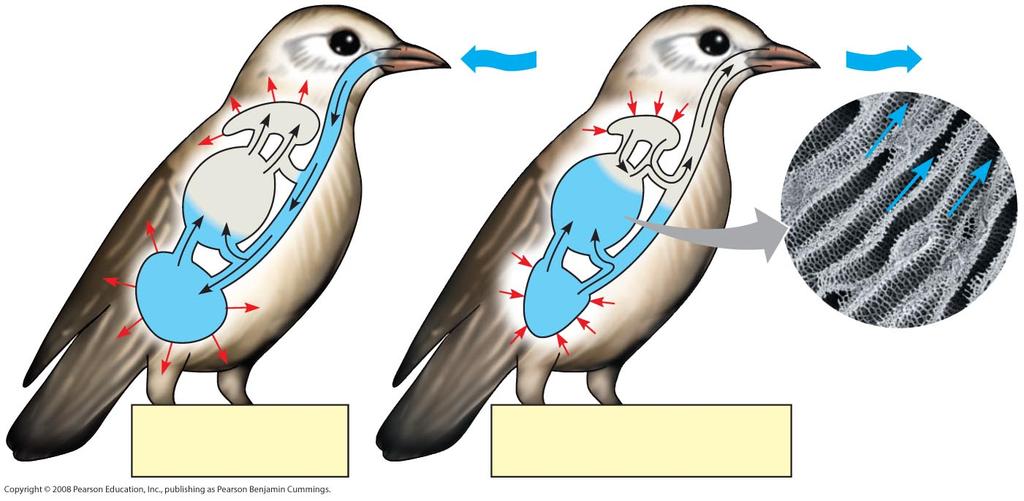 How a Bird Breathes Birds Have eight or nine air sacs Func4on as bellows that keep air flowing through the lungs Air passes through the lungs in one direc4on only Every exhala4on completely renews