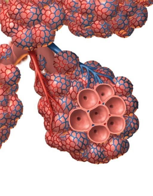 Gas exchange occurs in the alveoli of the lungs.