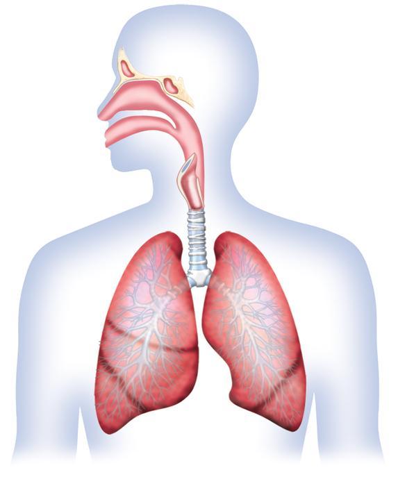 The respiratory system is where gas exchange occurs via respiration; inhalation/exhalation.