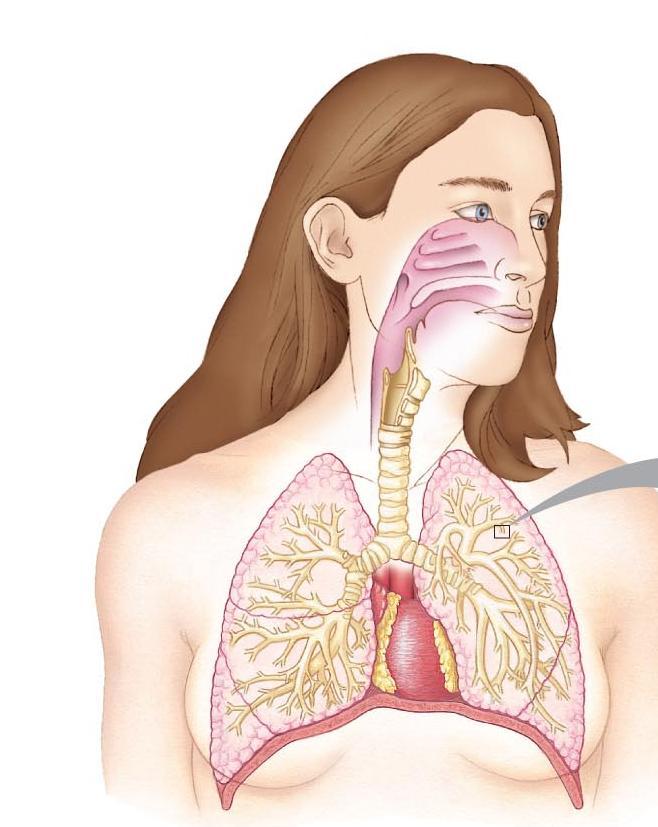 Epiglottis Esophagus Pleural membranes (pleurae) Other important structures: Epiglottis - covers the trachea when you swallow in order to prevent choking Pleural membranes - Layers surround the lungs