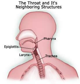 Structures/organs of the Throat Larynx = air only; vocal chords are attached here.