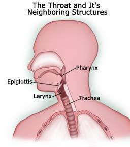 Structures/organs of the Respiratory System Trachea (6) Trachea (windpipe) c-shaped rings of cartilage keep it open