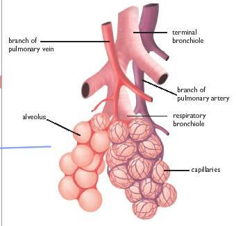 Organs of the Respiratory Lungs - (10)Alveoli Alveoli = tiny, grapelike sacs at the end of bronchioles; surrounded