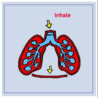 Organs of the Respiratory Diaphragm (11) (muscle below the lungs that helps air move in and out of the body) System When you breathe in, the diaphragm contracts downward,