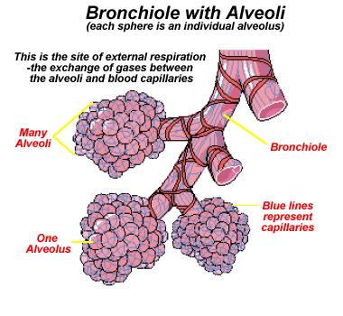 to body cells Gas Exchange in the Lungs Takes place between alveoli and
