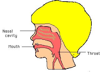 Structures (Organs) of the Respiratory System Nose - Nasal cavity (1) = air is cleaned,