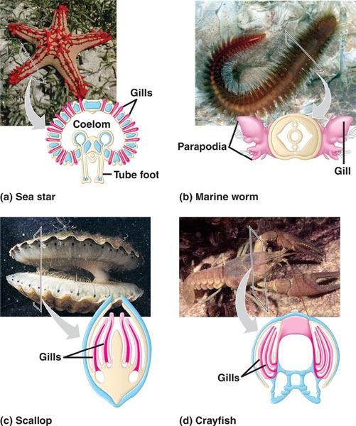 echinoderms Evolution of gas exchange structures Aquatic organisms