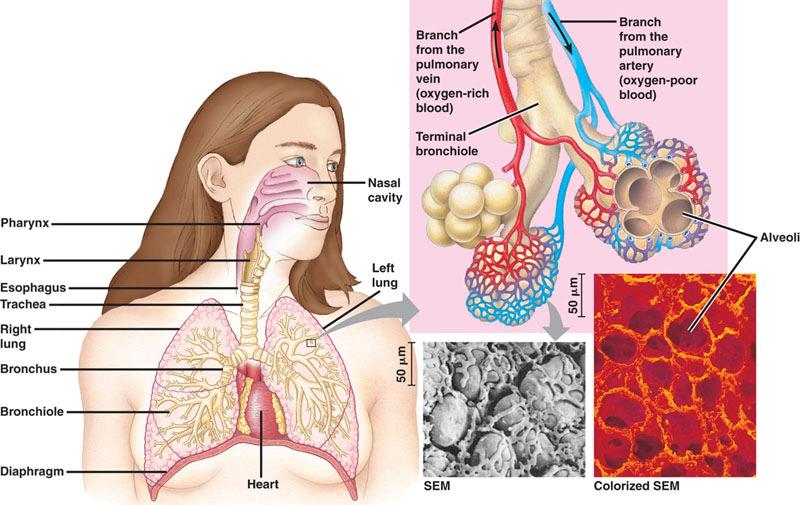 Lungs exchange surface, but also creates risk: entry point for environment into body spongy