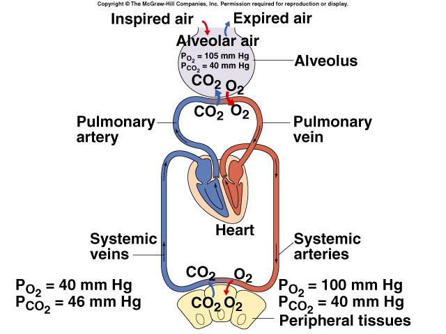 C is eliminated in exhaled air Diffusion of gases Concentration & pressure drives movement of