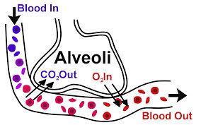 allows red blood cells to pass in a single file Blood contains haemoglobin Red blood cells are biconcave discs To increase the surface area for gas exchange To provide a thin