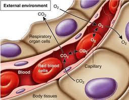z Transport of oxygen Oxygen enters the blood in the lungs by means of diffusion It is carried