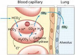 Transport of carbon dioxide CO 2 enters the blood easily from the tissue cells by means of diffusion z IT IS CARRIED IN THE BLOOD IN THREE WAYS, NAMELY: 1.