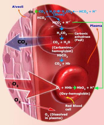 A diffusion gradient is therefore created between the air in the alveoli and the blood in the capillaries The O 2 dissolves in a thin layer of