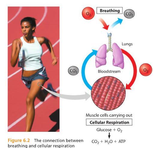 Effects of exercise on the rate and depth of z breathing During exercise the body needs more O 2 so that respiration can occur faster and more energy can be released.