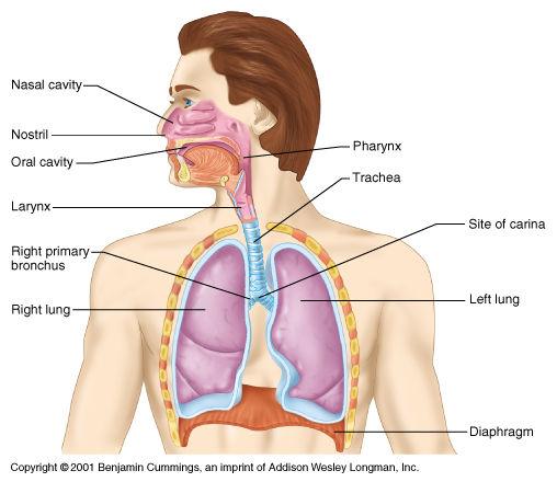 Martin 1 Respiratory System Major Functions of the Respiratory System To supply the body with oxygen and dispose of carbon dioxide Respiration four distinct processes must happen Pulmonary