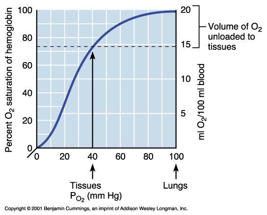 Hemoglobin Saturation Curve Other Factors Influencing Hemoglobin Saturation Temperature, H +, P CO2, and BPG: Modify the structure of hemoglobin and alter its affinity for oxygen Increase: Decrease