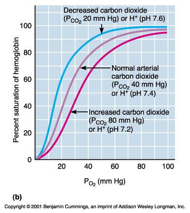 P CO2 and H + concentration in capillary blood Declining ph (acidosis) weakens the hemoglobinoxygen bond (Bohr effect) Metabolizing cells have heat as a by-product and the rise in temperature