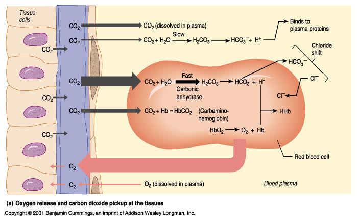 Transport and Exchange of Carbon Dioxide Carbon Dioxide Transport Carbon dioxide is transported in the blood in three forms Dissolved in plasma 7 to 10% Chemically bound to hemoglobin 20% is carried