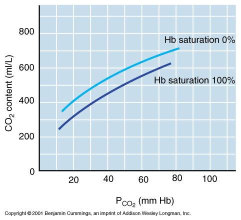 Haldane Effect The amount of carbon dioxide transported is markedly affected by the P O2 Haldane effect the lower the P O2 and hemoglobin saturation with oxygen, the more carbon dioxide can be