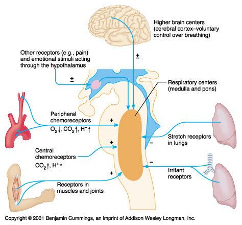 Respiratory Rhythm Depth and Rate of Breathing A result of reciprocal inhibition of the interconnected neuronal networks in the medulla Other theories include: Inspiratory neurons are pacemakers and
