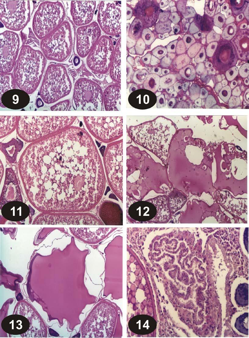 REPRODUCTIVE BIOLOGY OF FEMALE SILVER POMFRET 403 Figs. 9-14. Histological sections of wild Zobaidy ovaries.