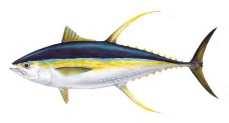 Yellowfin fast