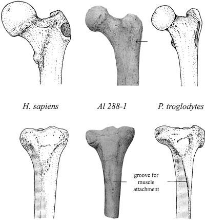 196 YEARBOOK OF PHYSICAL ANTHROPOLOGY [Vol. 45, 2002 Within the forelimb, A. afarensis also appears to be primitive in arm, forearm, and metacarpal segment lengths (Drapeau, 2001). By including the A.