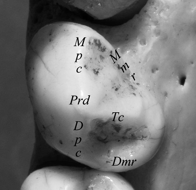 The anterior fovea (Fa) is defined by the Mmr, Mpc, and Tc. The posterior fovea (Fp) is defined by the Dmr, Dpc, and Tc. Figure 1. Left P 3 and P 4 of P. troglodytes.