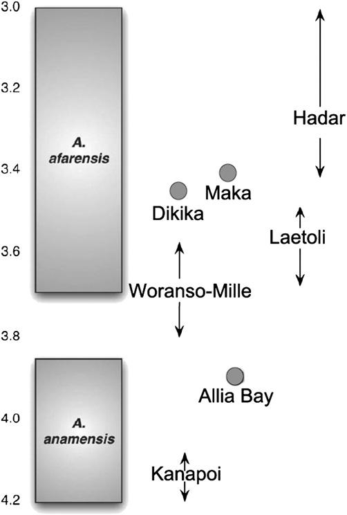 714 L.K. Delezene, W.H. Kimbel / Journal of Human Evolution 60 (2011) 711e730 2005) and Maka (White et al., 1993, 2000), Ethiopia, have expanded the sample of P 3 s attributed to this taxon.