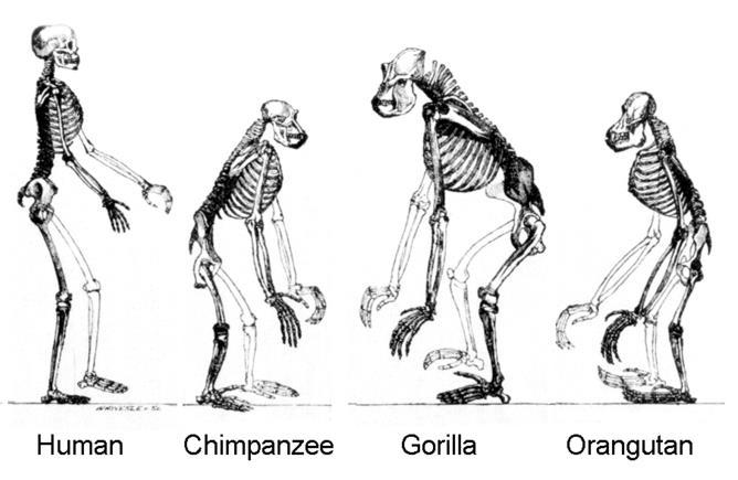 The similarities between apes and humans are more than just external