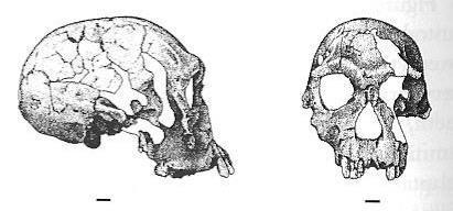 humans stone tools Homo