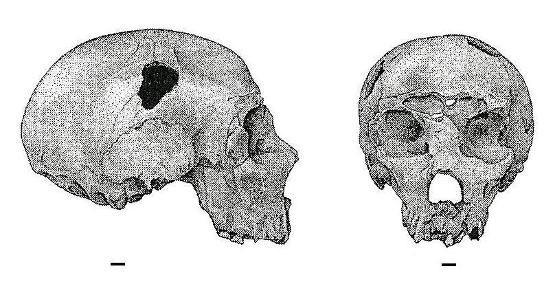 Homo heidelbergensis 0.