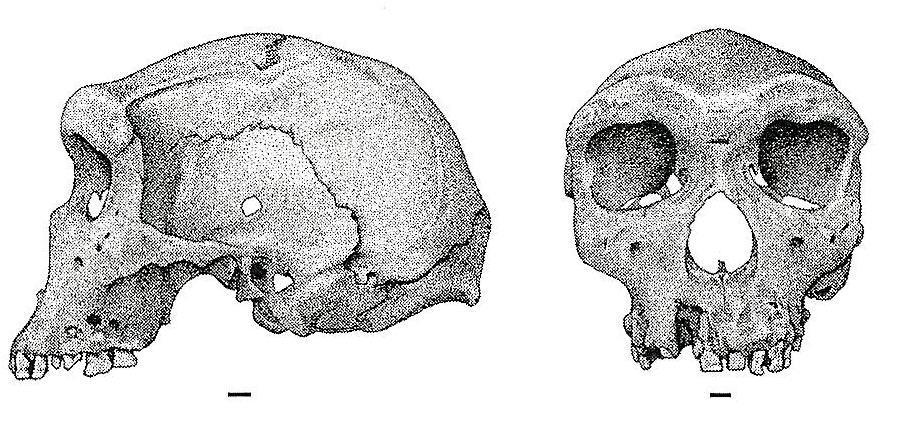 Homo neanderthalensis 0.